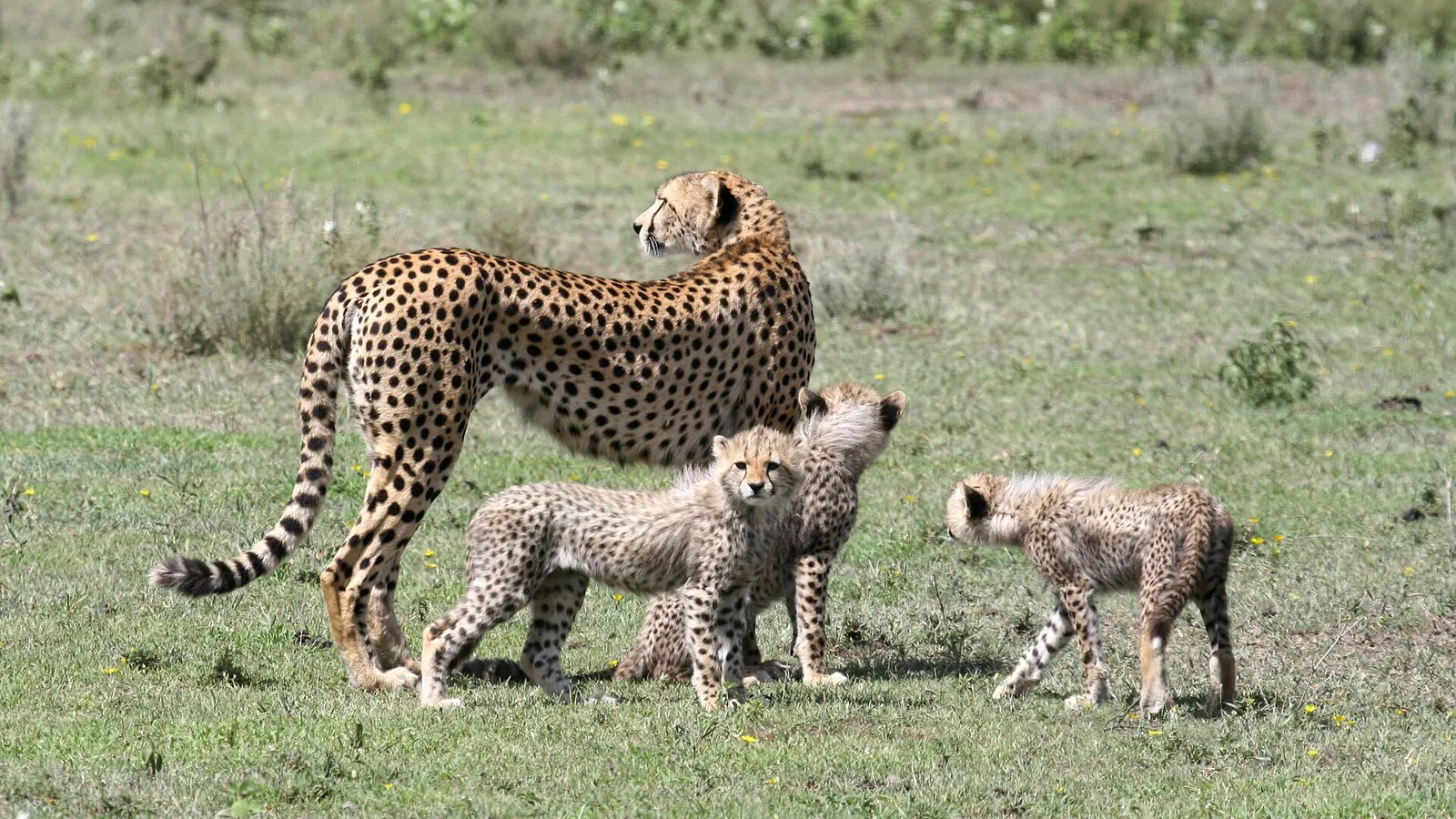 Cheetah mother with three cubs near Ndutu in February