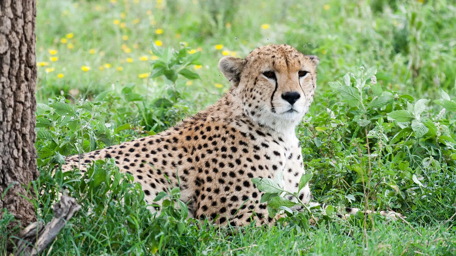 Cheetah resting in lush green grass near Ndutu
