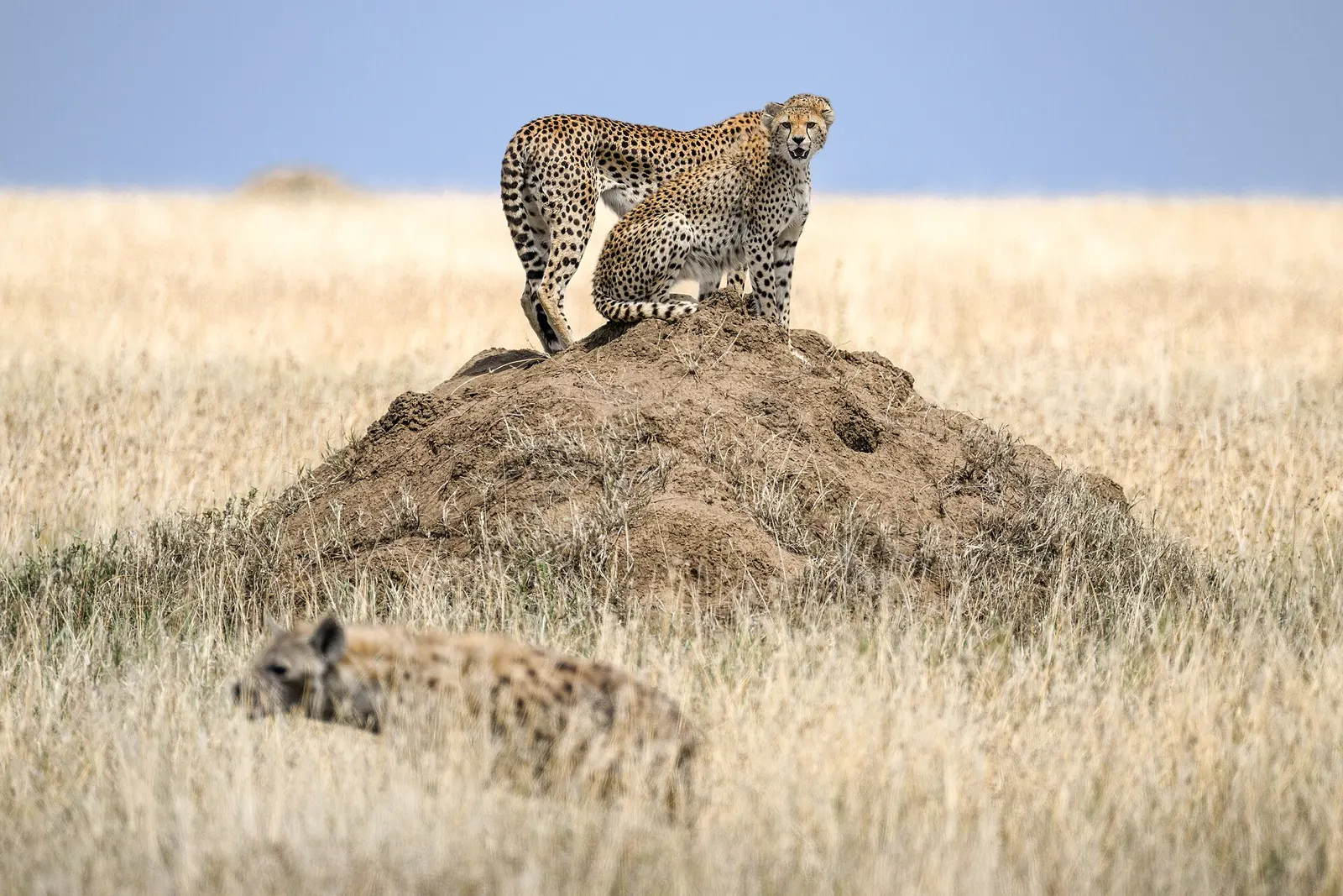 Two cheetahs on a termite mound watching a passing hyena
