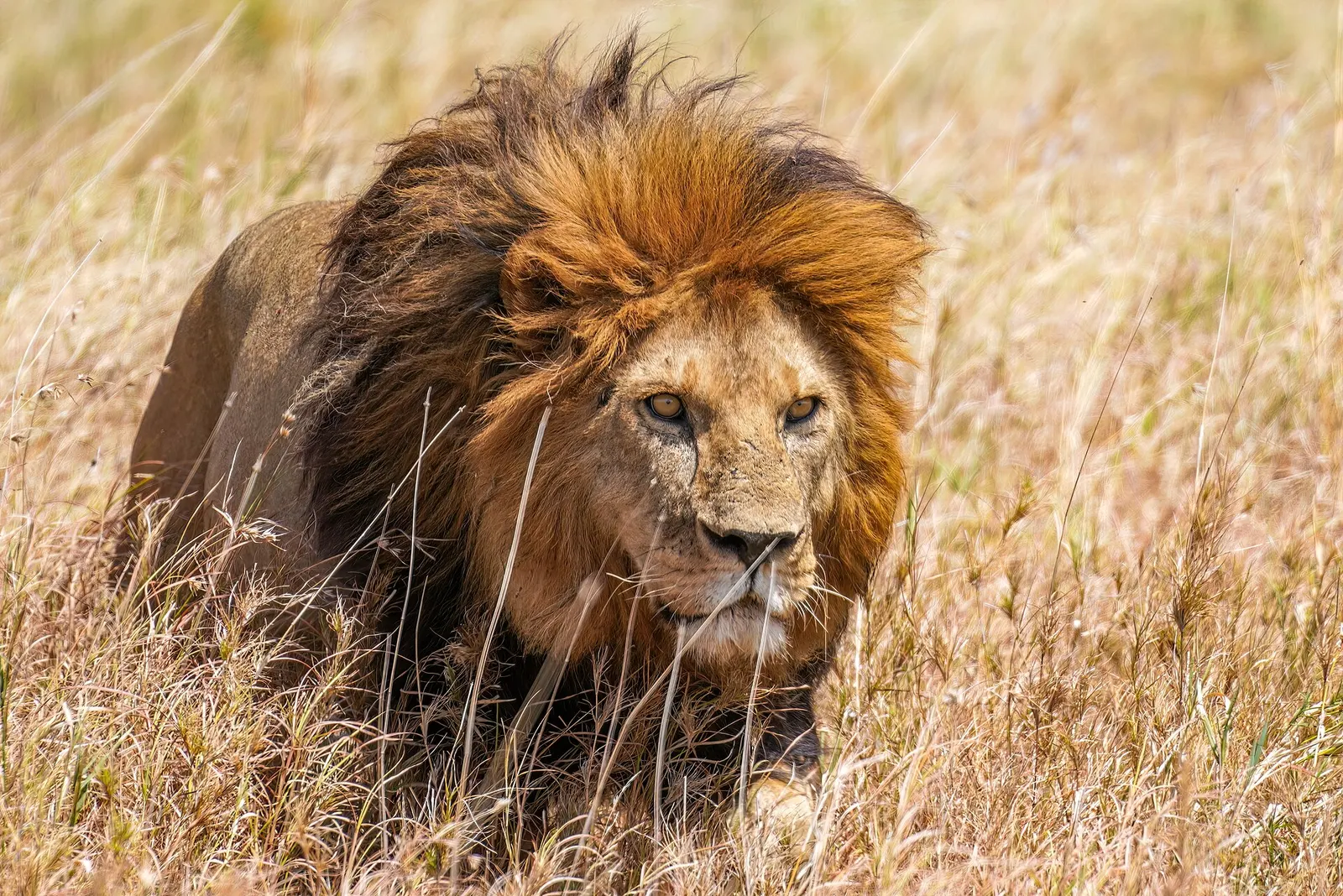 Male lion prowling through golden grass in the Serengeti