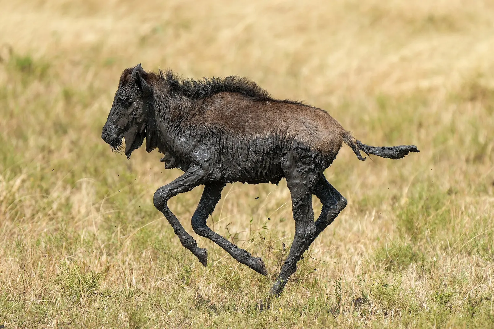 Young wildebeest calf running across the Serengeti