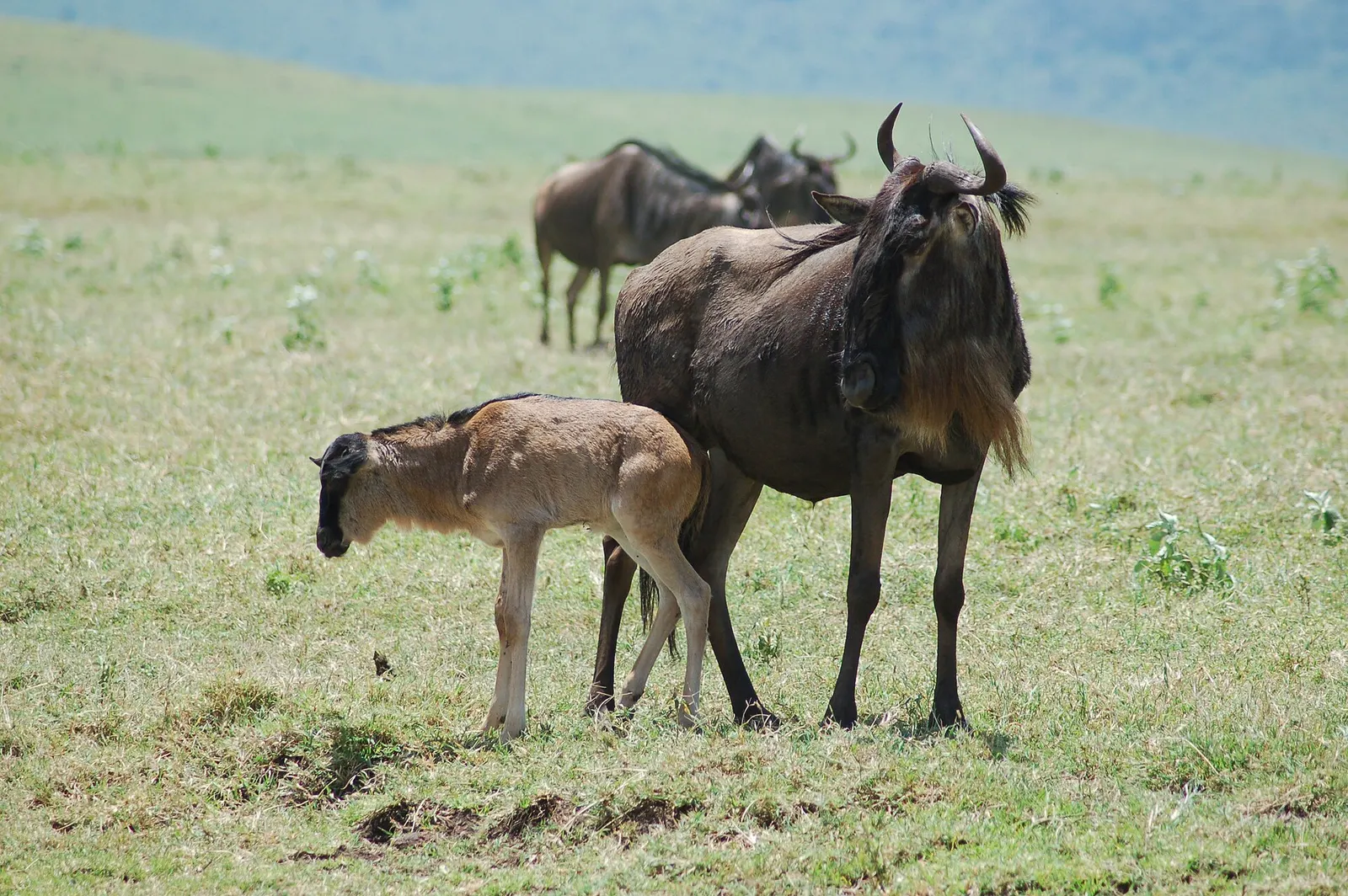 Wildebeest mother with her newborn calf on green grassland