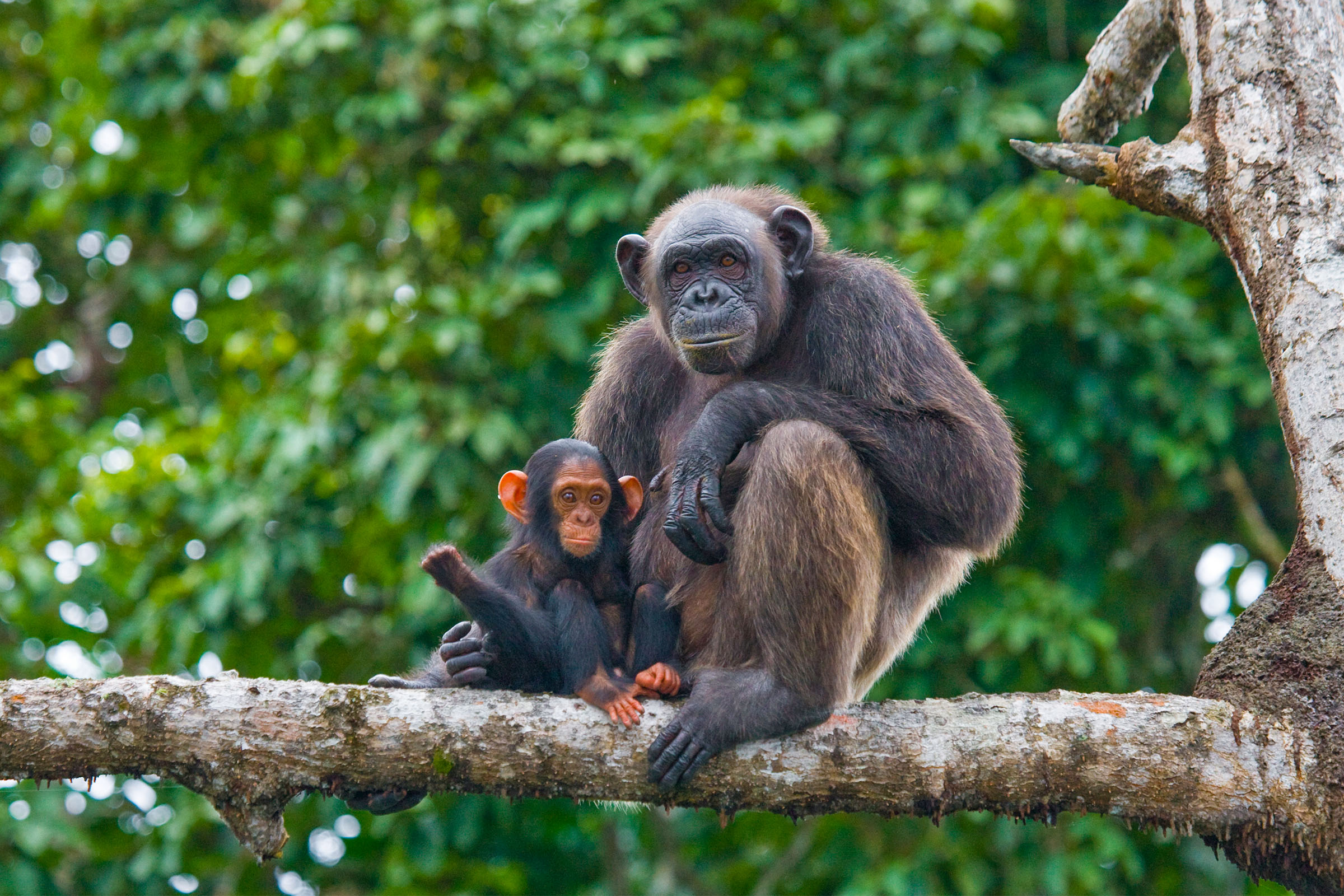 Conservation in Tanzania